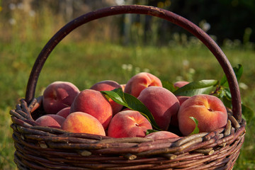 Close up Picture of red riped peaches, sweet, juicy, tasty in vintage wickerwork hand basket just after picked in the orchard of organic farm or home garden in summer sun.