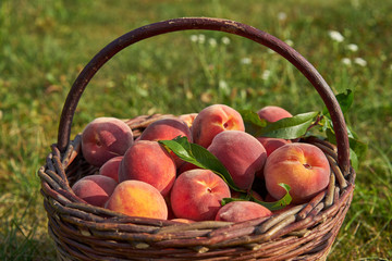 Detailed Picture of the vintage wickerwork hand basket full of fresh, sweet, juicy,riped peaches just harvested in organic orchard of small vilage farm, healthy vitamin