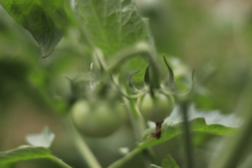 Tomato Garden