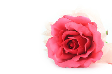  Beautiful Pink rose isolated flower love concept on white background