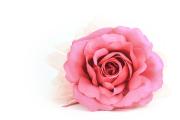Fototapeta na wymiar Beautiful Pink rose isolated flower love concept on white background