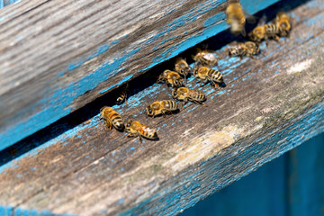 Life of Worker Bees. The Bees Bring Honey