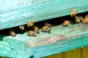 Life of Worker Bees. The Bees Bring Honey