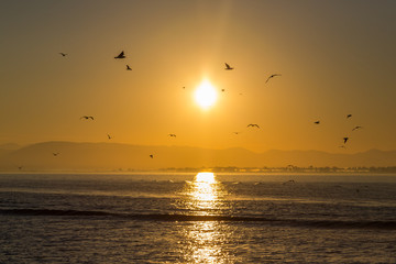 Fototapeta na wymiar silhouette of flying sea gull birds at dawn, ionic sea cost, greece