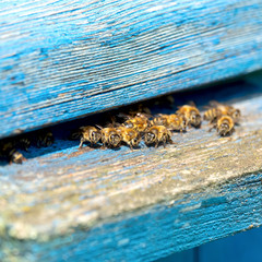 Life of Worker Bees. The Bees Bring Honey
