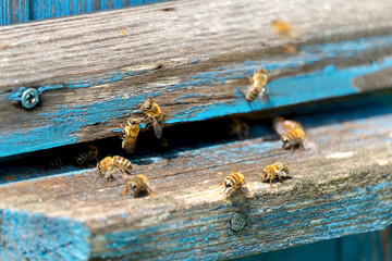 Life of Worker Bees. The Bees Bring Honey