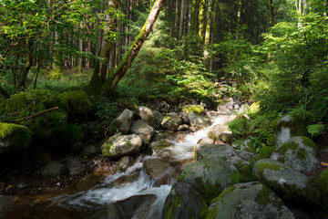 Vogesen Wald bei Mittlach