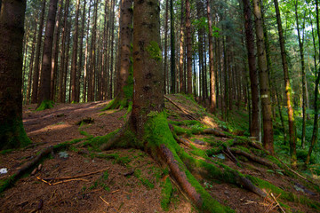 Obraz premium Vogesen Wald bei Mittlach