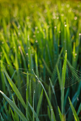 View of a rice paddy field