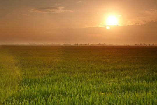 View of rice paddy field in the morning