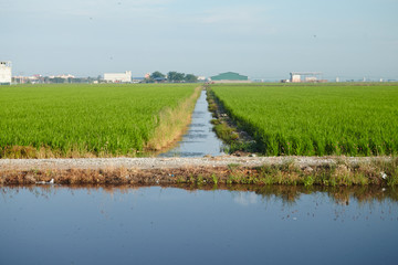 Landscape of a paddy field