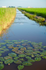Landscape of a paddy field