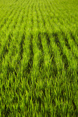 Landscape of a paddy field