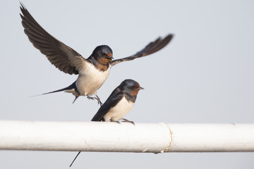Barn Swallow (Hirundo rustica) juvenile getting fed on barbed wire.