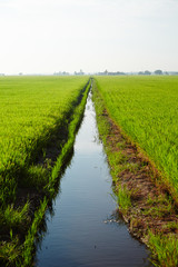 Fototapeta na wymiar Landscape of a paddy field
