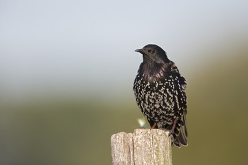 Common starling (Sturnus vulgaris) perched and resting on wooden pole.