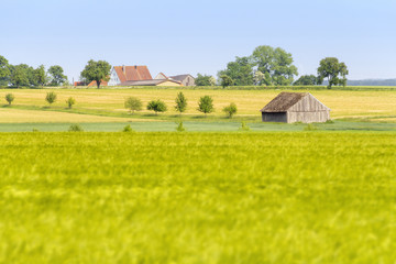 agricultural scenery at spring time