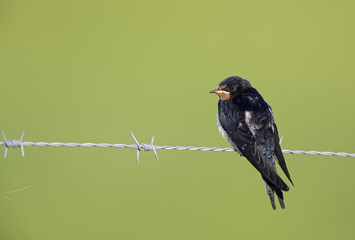 Barn Swallow (Hirundo rustica) juvenile getting fed on barbed wire.