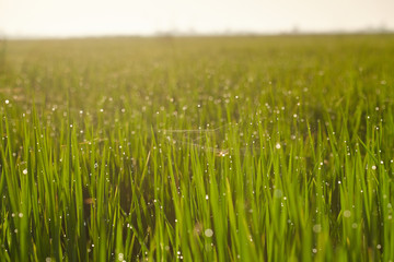 Rice paddy field
