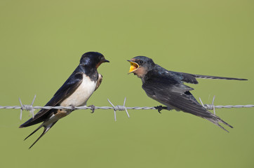 Barn Swallow (Hirundo rustica) juvenile getting fed on barbed wire.