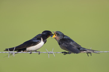 Barn Swallow (Hirundo rustica) juvenile getting fed on barbed wire.