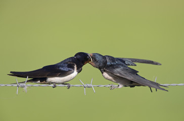 Barn Swallow (Hirundo rustica) juvenile getting fed on barbed wire.