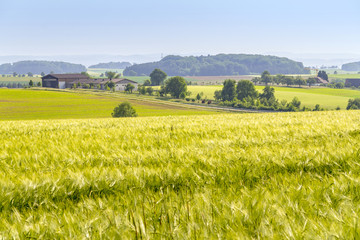 agricultural scenery at spring time