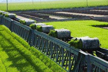 Obraz premium Rice paddy plant on conveyor belt ready to transport
