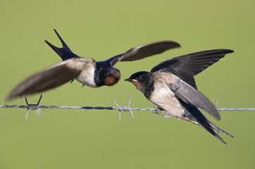 Barn Swallow (Hirundo rustica) juvenile getting fed on barbed wire.