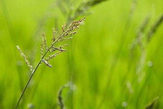 Image of rice paddy close up