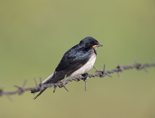 Barn Swallow (Hirundo rustica) juvenile getting fed on barbed wire.