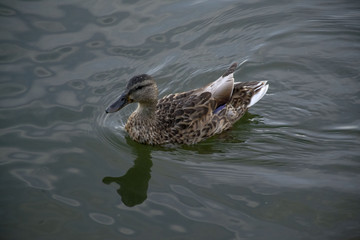 Duck on the town's lake.