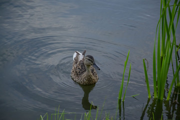 Fototapeta premium Duck on the town's lake.