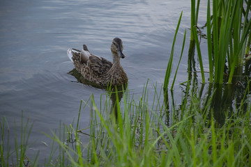 Duck on the town's lake.