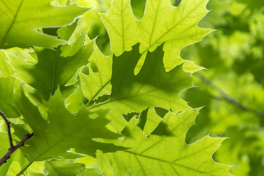 sunny oak leaves