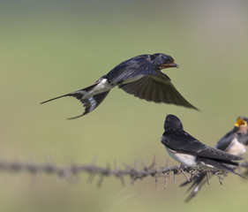 Barn Swallow (Hirundo rustica) juvenile getting fed on barbed wire.