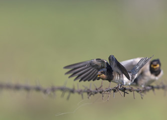 Fototapeta premium Barn Swallow (Hirundo rustica) juvenile getting fed on barbed wire.