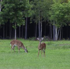 Standing guard while another eats