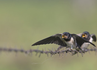 Barn Swallow (Hirundo rustica) juvenile getting fed on barbed wire.