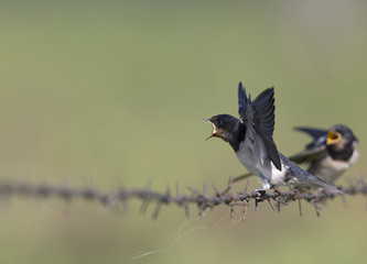 Barn Swallow (Hirundo rustica) juvenile getting fed on barbed wire.
