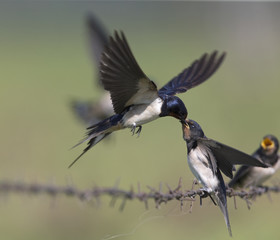 Barn Swallow (Hirundo rustica) juvenile getting fed on barbed wire.