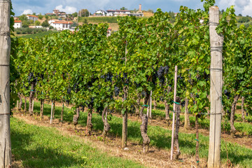 Fototapeta na wymiar Vineyards with rows of grapevine in Gorska Brda, Slovenia