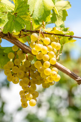 White grapes hanging from vine with blurred vineyard background
