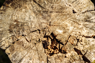 Texture of an old tree. Boards
