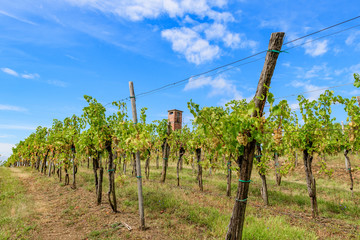 Fototapeta na wymiar Vineyards with rows of grapevine in Gorska Brda, Slovenia, old military watch tower in background