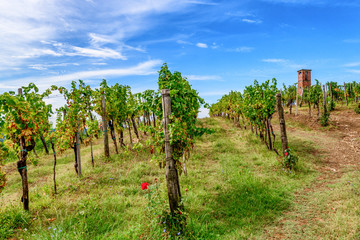 Fototapeta na wymiar Vineyards with rows of grapevine in Gorska Brda, Slovenia, old military watch tower in background