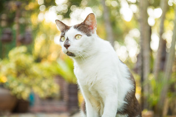 White brown young cat looking for something with nature garden background.