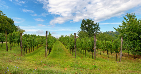 Fototapeta na wymiar Vineyards with rows of grapevine in Gorska Brda, Slovenia
