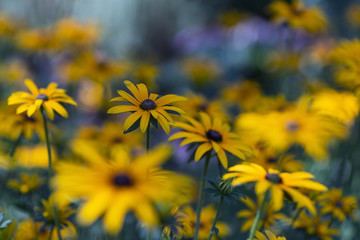 Yellow Flowers, Light, Shade and Bokeh