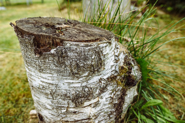 Texture of an old tree. Boards